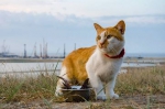 Кот Моста