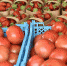 Фермерам Кубани помогут реализовать сельхозпродукцию - МО Темрюкский район