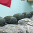 Почти 117 млн рублей направлено властями Темрюкского района и под их патронатом на помощь участникам СВО и их семьям - Газета Таманский Вестник