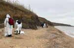 Сегодня в Темрюкском районе ощутимо увеличилась протяжённость загрязнённого мазутом берега – до 19 километров