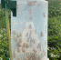 Как кубанский стартап стал серьезным участником рынка биологической защиты растений - Тамань